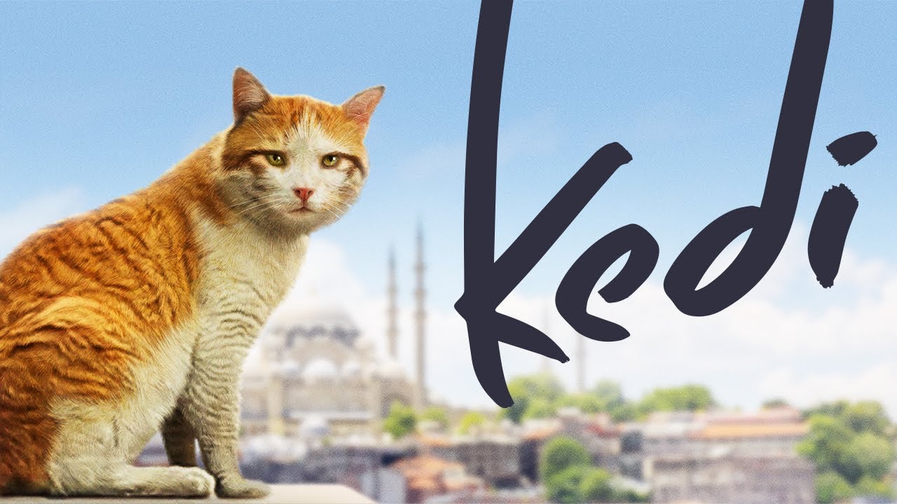 Kedi (2017)