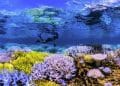 Best Documentaries on Netflix: Chasing Coral