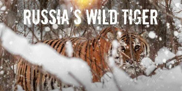 Russia's Wild Tiger