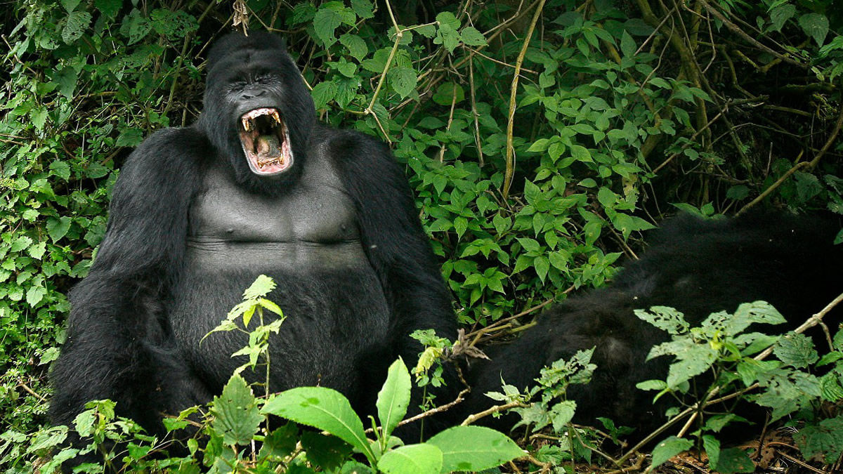 Virunga